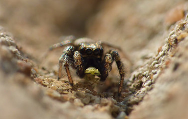 Zebra Jumping Spider Eating