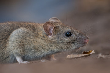 Norwya rat in the natural environment, close up, city park, detail, wildlife, ecology, Rattus norvegicus, Europe