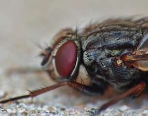 Housefly Macro Close Up