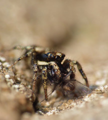 Zebra Jumping Spider Eating