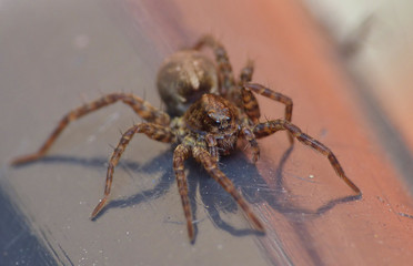 Spider in the Garden