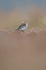 Snow bunting, Plectrophenax nivalis