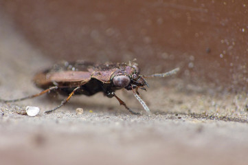 Ground Beetle