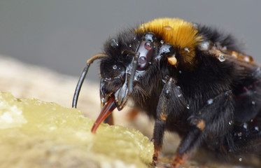Bee Eating Raw Honey