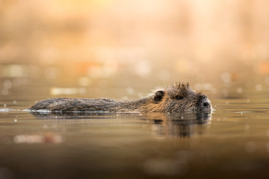 Coypu in the natural environment, Europe, close up, city park, Myocastor coypus