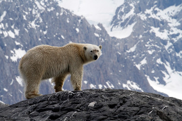 polar bear in spitsbergen - obrazy, fototapety, plakaty