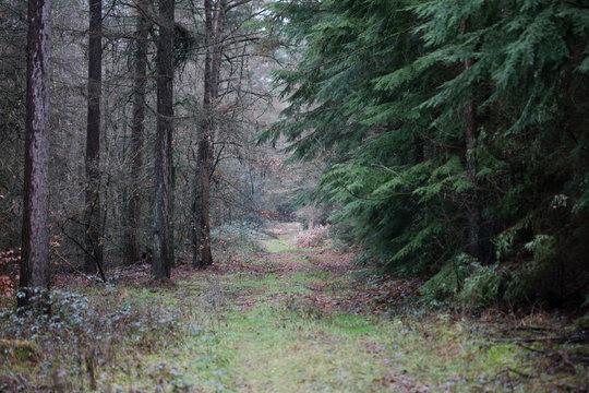 Forest road in wild nature background high quality fifty megapixels prints dorsten rhade