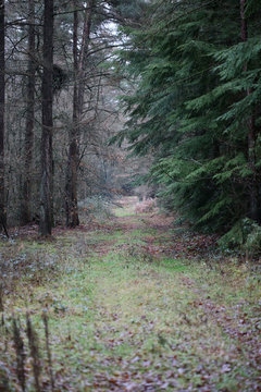 Forest road in wild nature background high quality fifty megapixels prints dorsten rhade