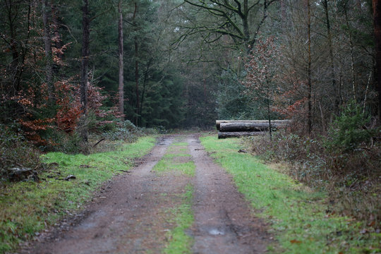 Forest road in wild nature background high quality fifty megapixels prints dorsten rhade
