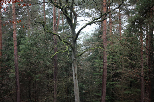 Forest road in wild nature background high quality fifty megapixels prints dorsten rhade