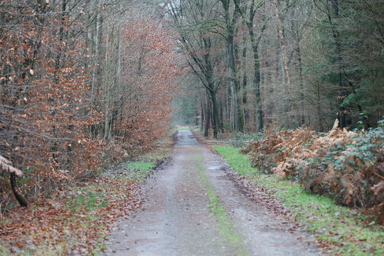 Forest road in wild nature background high quality fifty megapixels prints dorsten rhade