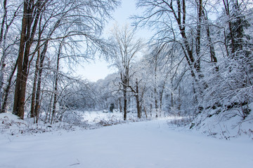 Winter Wonderland