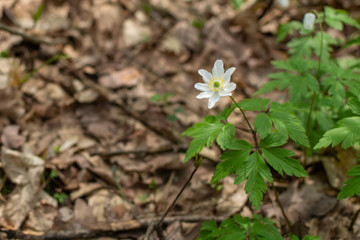 Anemone flower in the forest