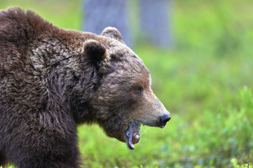 Brown bear with open mouth. Close up. Scientific name: Ursus arctos. Natural habitat.