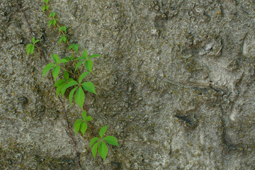 Wild grapevine creeper on rough concrete mossy wall. Copy space