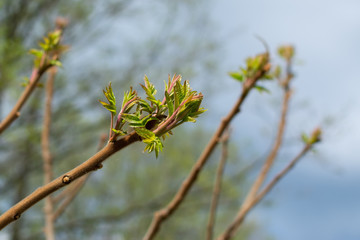 Branch of a tree with young green leaves on sky background in early spring