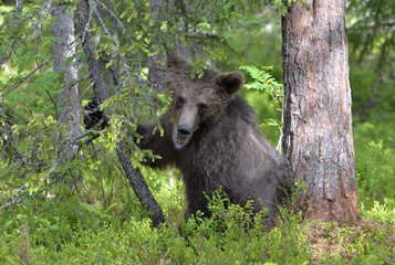 Little bear sits under a pine tree. Cub of Brown Bear in the summer forest. Natural habitat. Scientific name: Ursus arctos.