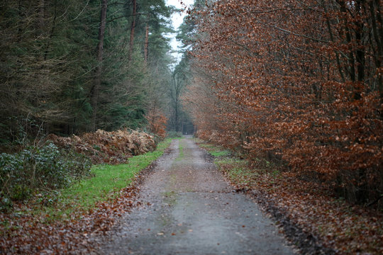 Forest road in wild nature background high quality fifty megapixels prints dorsten rhade