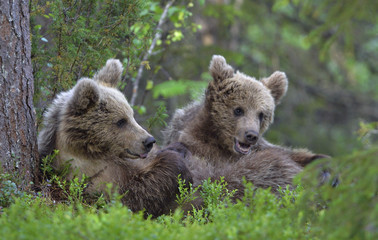 Cubs of Brown Bear in the summer forest.  Natural habitat. Scientific name: Ursus arctos.