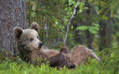 Fototapeta na wymiar Cub of Brown Bear lying on his back with his paws raised in the green grass in the summer forest. Green pine forest natural background, Scientific name: Ursus arctos.