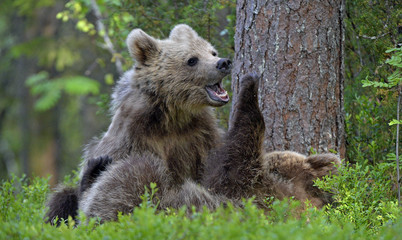 Brown Bear Cubs playfully fighting in the forest. Scientific name: Ursus Arctos Arctos. Natural habitat. © Uryadnikov Sergey