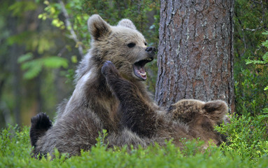 Naklejka na ściany i meble Brown Bear Cubs playfully fighting in the forest. Scientific name: Ursus Arctos Arctos. Natural habitat.