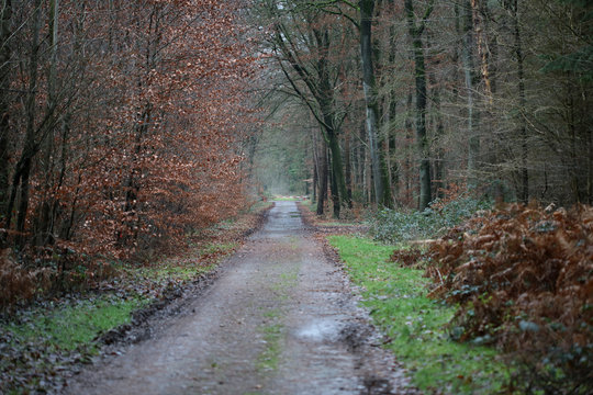 Forest road in wild nature background high quality fifty megapixels prints dorsten rhade