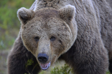 Fototapeta na wymiar Big Adult Male of Brown bear in the summer forest. Front view, close up. Scientific name: Ursus arctos. Natural habitat.