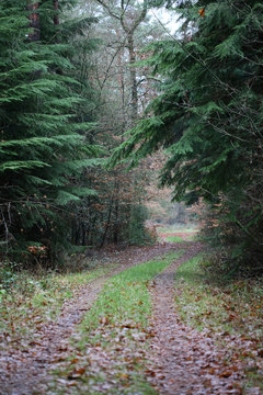 Forest road in wild nature background high quality fifty megapixels prints dorsten rhade