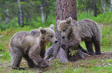 Cubs of Brown Bear in the summer forest.  Natural habitat. Scientific name: Ursus arctos.