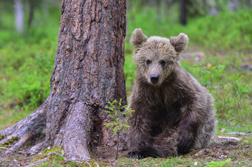 Fototapeta premium Little bear sits under a pine tree. Cub of Brown Bear in the summer forest. Natural habitat. Scientific name: Ursus arctos.