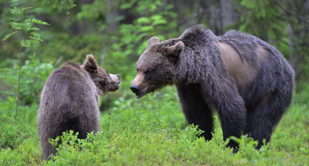 Naklejka na ściany i meble Brown bears in summer forest.