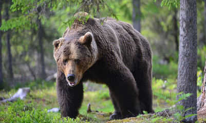 Obraz na płótnie Canvas Big Adult Male of Brown bear in the summer forest. Scientific name: Ursus arctos. Natural habitat.