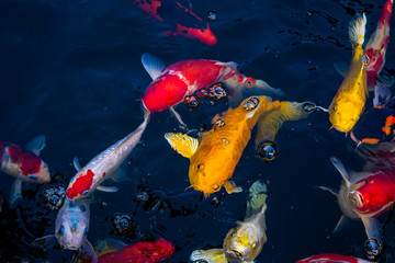 Japan Koi fish swimming in a water garden,fancy carp fish,koi fishes,Koi Fish swim in pond.Isolate background is black.Fancy Carp or Koi Fish are red,orange