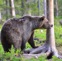 Obraz premium Brown bear in the summer forest. Close up portrait. Scientific name: Ursus arctos. Natural habitat.
