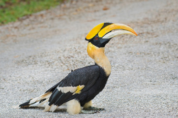 Great Hornbill on the floor