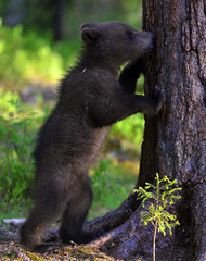 Bear cub up on his hind legs and sniffing the tree. Bear Cub of Brown bear in the summer forest. Scientific name: Ursus Arctos Arctos.