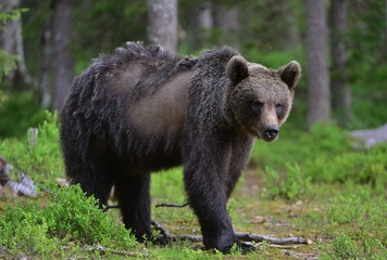 Fototapeta na wymiar Brown bear in the summer forest. Close up portrait. Scientific name: Ursus arctos. Natural habitat.