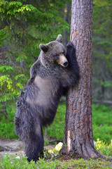 Brown bear stands on its hind legs by a tree in a pine forest.  Scientific name: Ursus arctos. Natural habitat