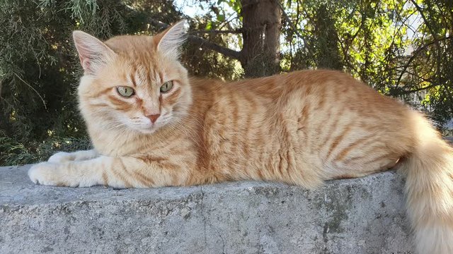 A red stray street cat stays still while his fur and mustache are liquid and eyes moving from left to right, loopable, seamless, endless