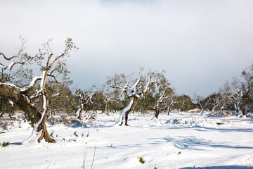Mediterranean landscape with olive trees after a exceptional snowfall.
