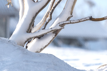 Close up of the branches of a snow covered Gum tree at Smiggin Holes ski resort, Kosciuszko National Park, NSW Australia.