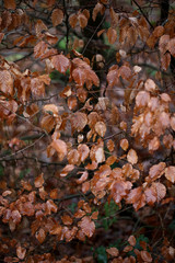 Dead brown leafs macro background high quality prints winter season fifty megapixels