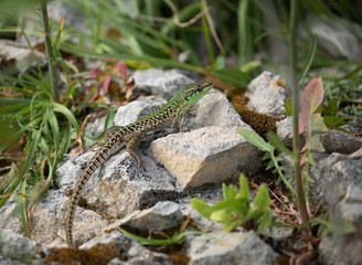 lizard on grass in Croatia