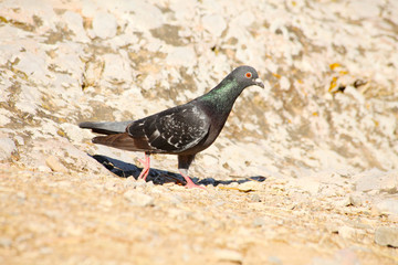 pigeon on ground