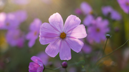 Sunlit Cosmos in an English garden