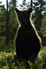 Backlit brown bear cub. Bear Cub against a sun. Brown bear in back light. Cub of Brown bear stands on its hind legs. Lit by evening sun at summer forest.