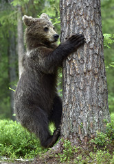 Fototapeta na wymiar Bear cub, climbing on the tree in the summer forest. Scientific name: Ursus arctos. Natural habitat. Summer season.