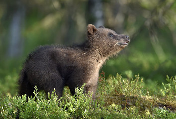 Naklejka premium Cub of Brown Bear in the summer forest. Natural habitat. Scientific name: Ursus arctos.