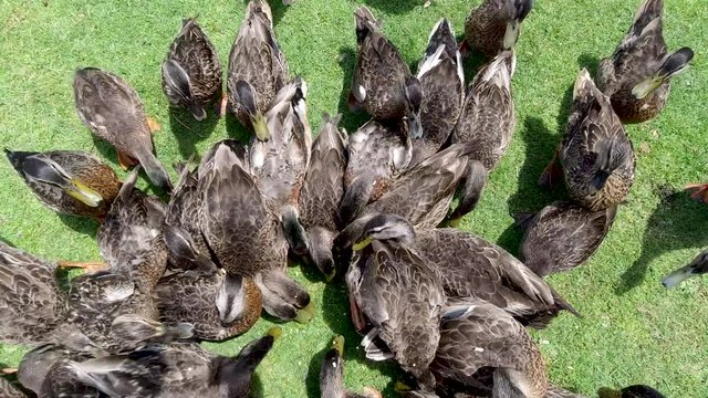 A large group of Mallard ducks feeding in a park in slow motion